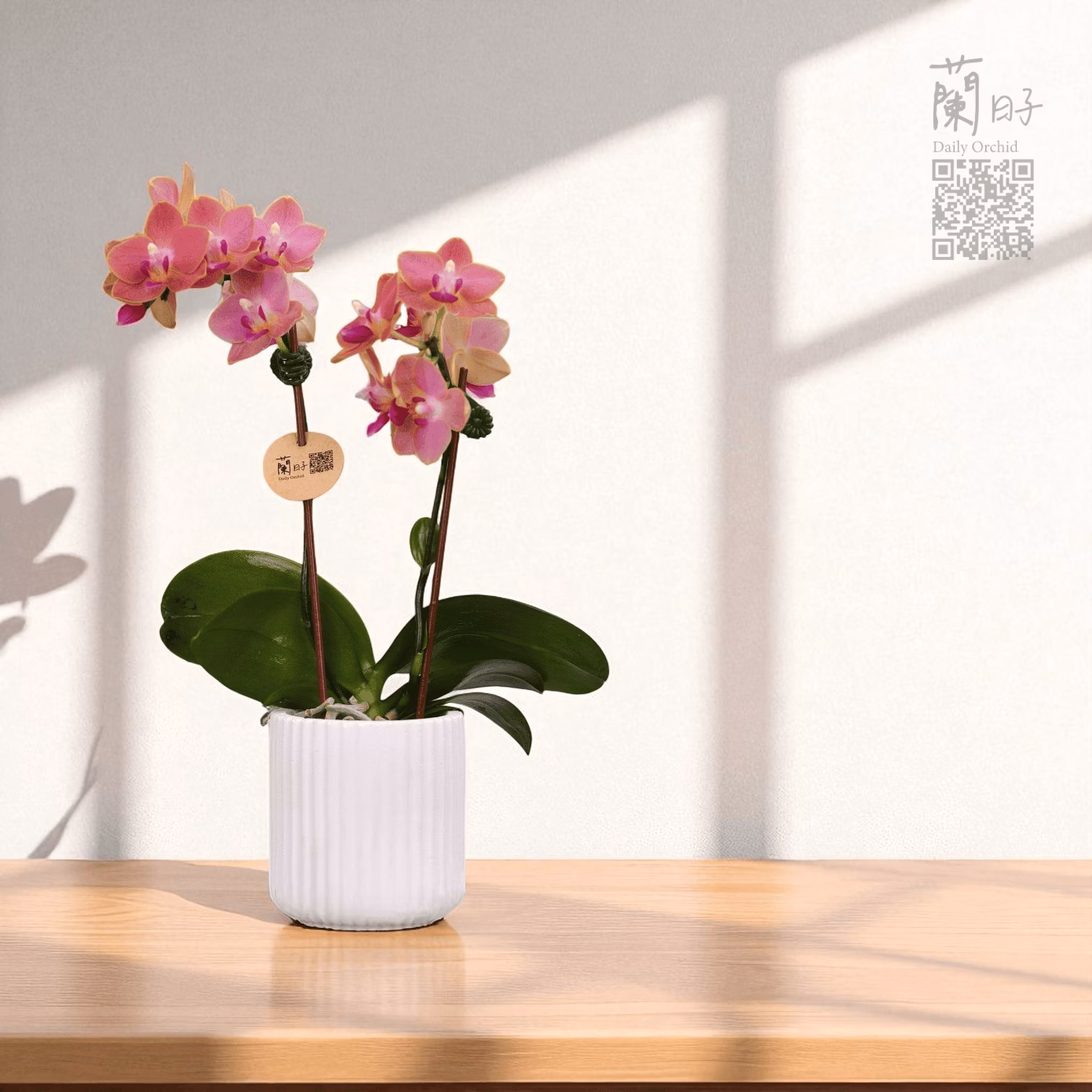 香氛蘭花系列｜橙韻幽香  #LH9113