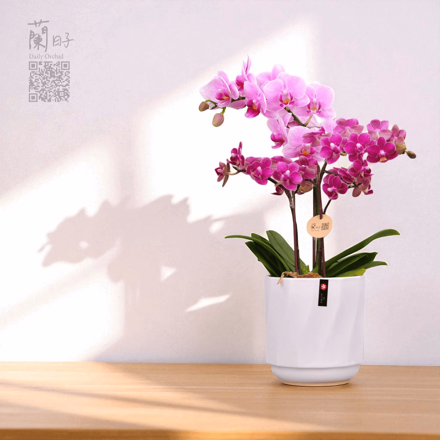 一蘭一時光系列｜夏季組合花禮