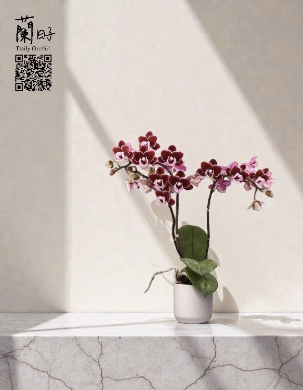 夜幕紫｜迷你蘭花1.7寸  #CM27-1