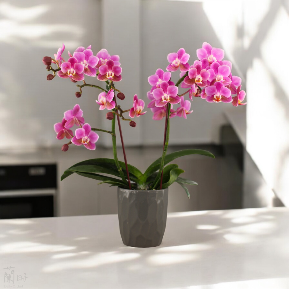 室內花卉