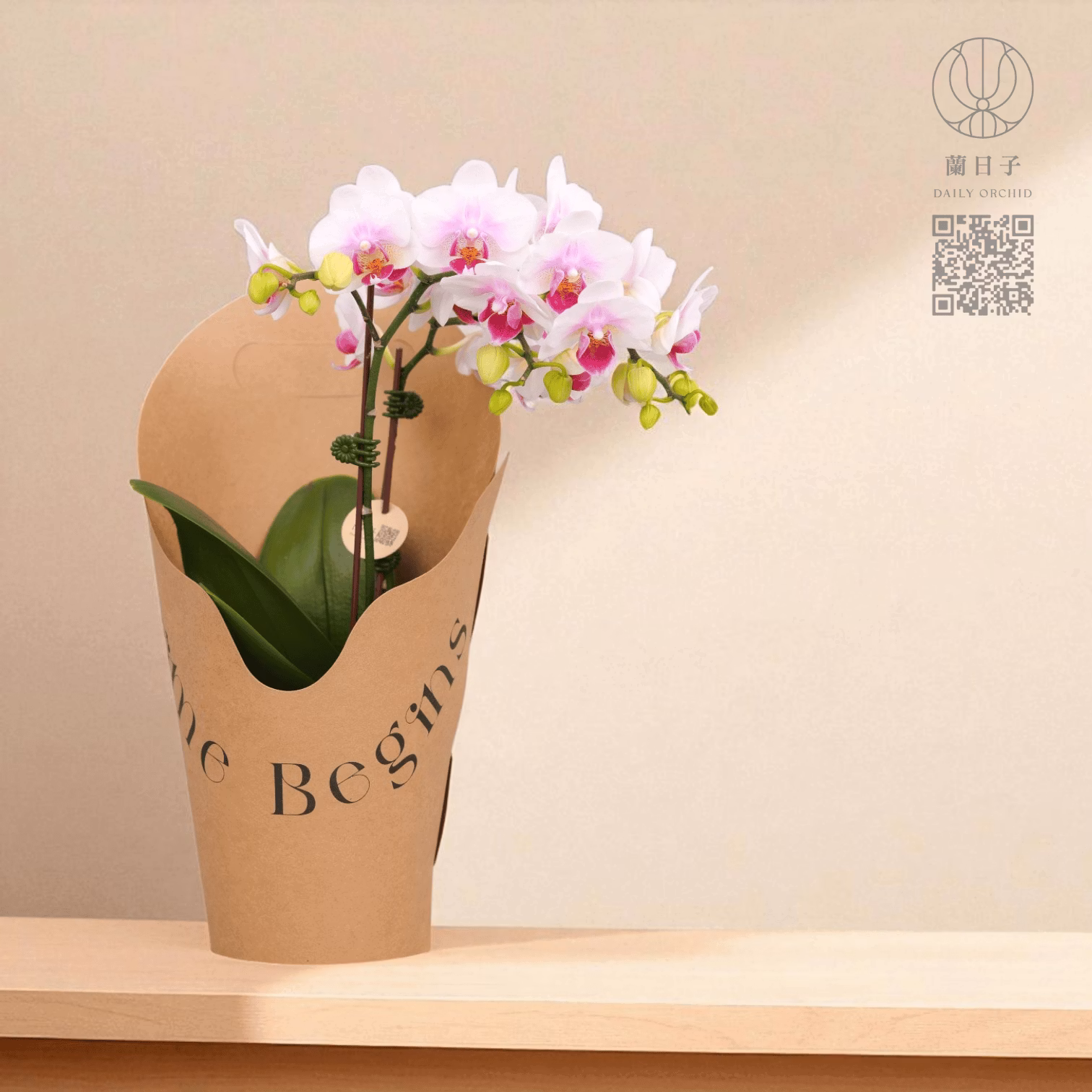 原色提盒花禮｜晨光蘭影