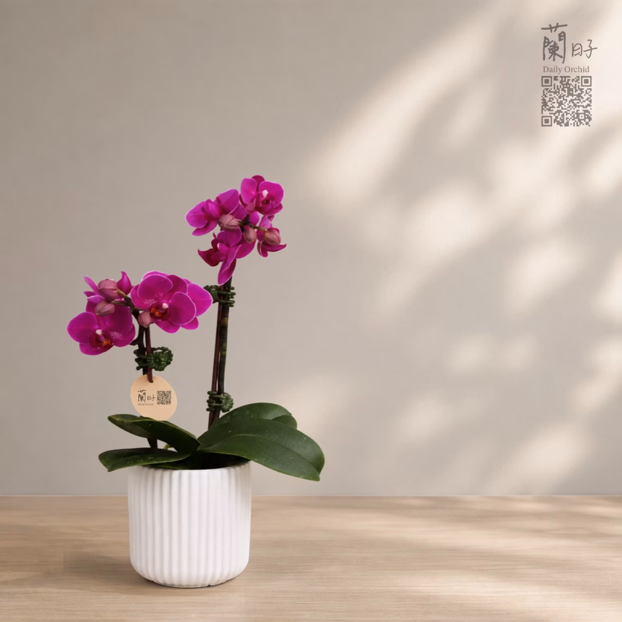 紫霞絨光｜迷你蘭花1.7寸  #C66-2