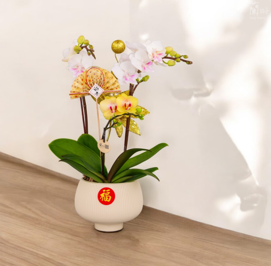 蘭花風水