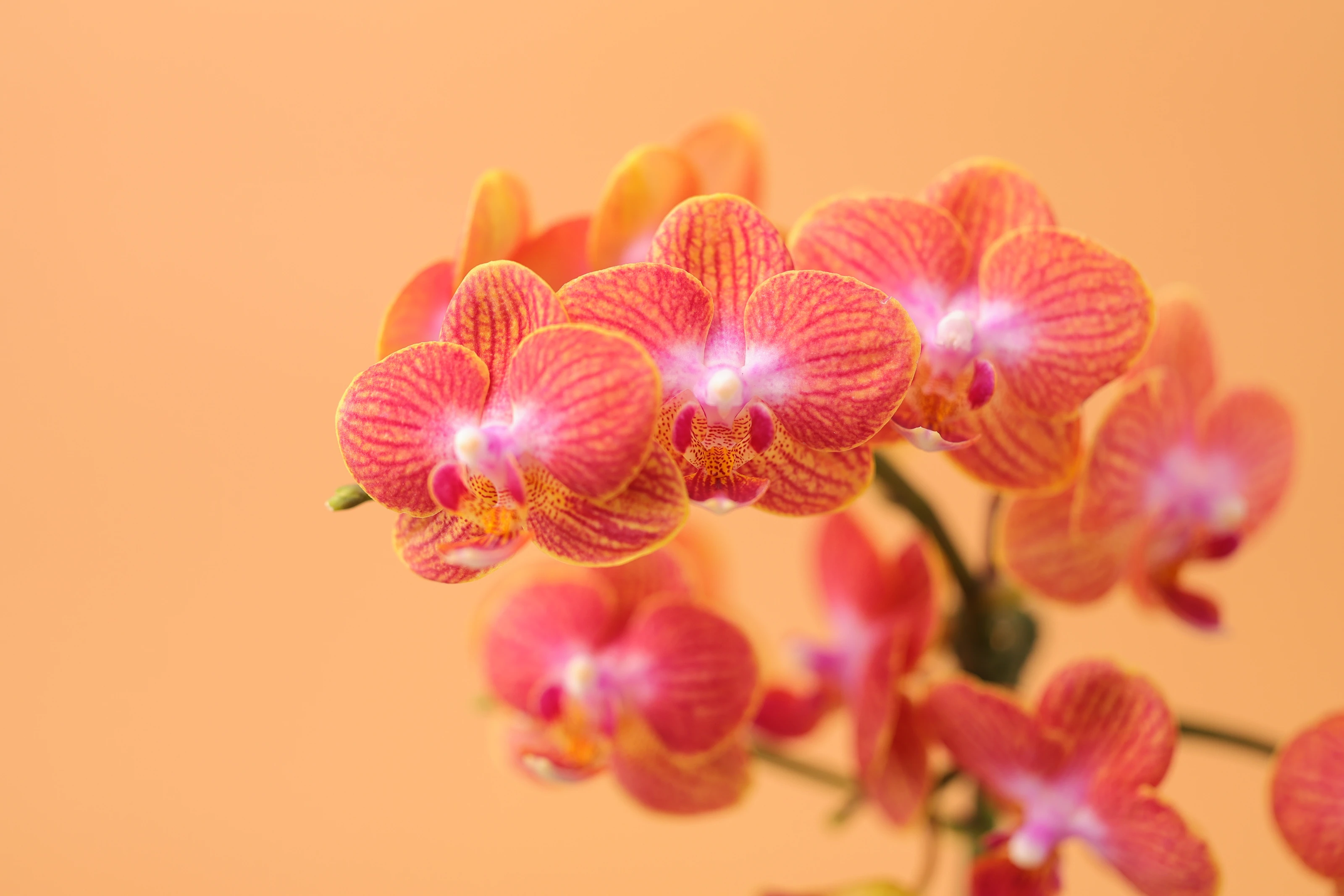 【畢業限定蝴蝶蘭花束組】綻向未來｜Bloom Forward