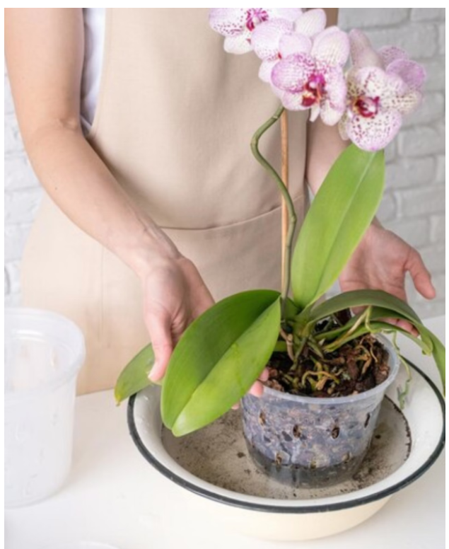 蘭花如何澆水