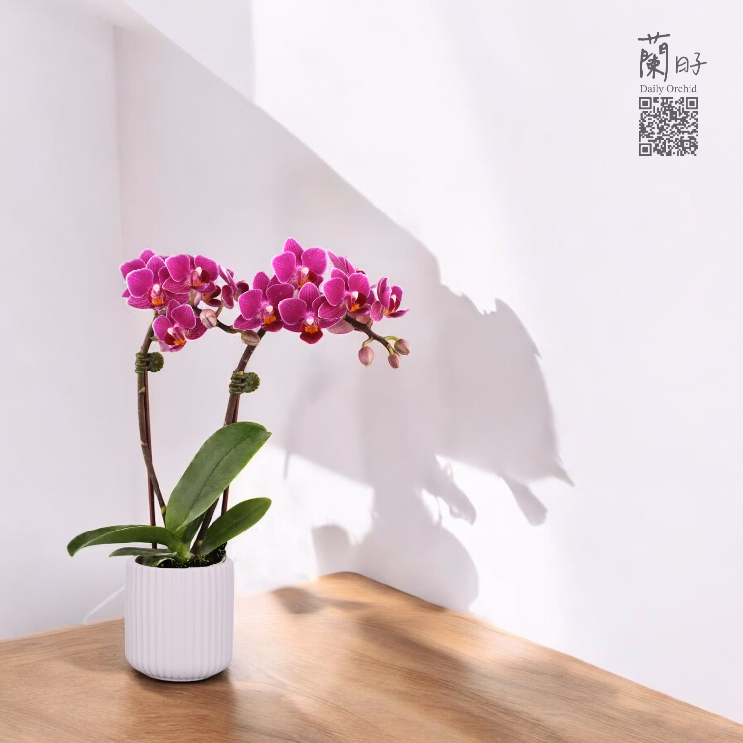 花開紫時｜迷你蘭花1.7寸  #LH1148