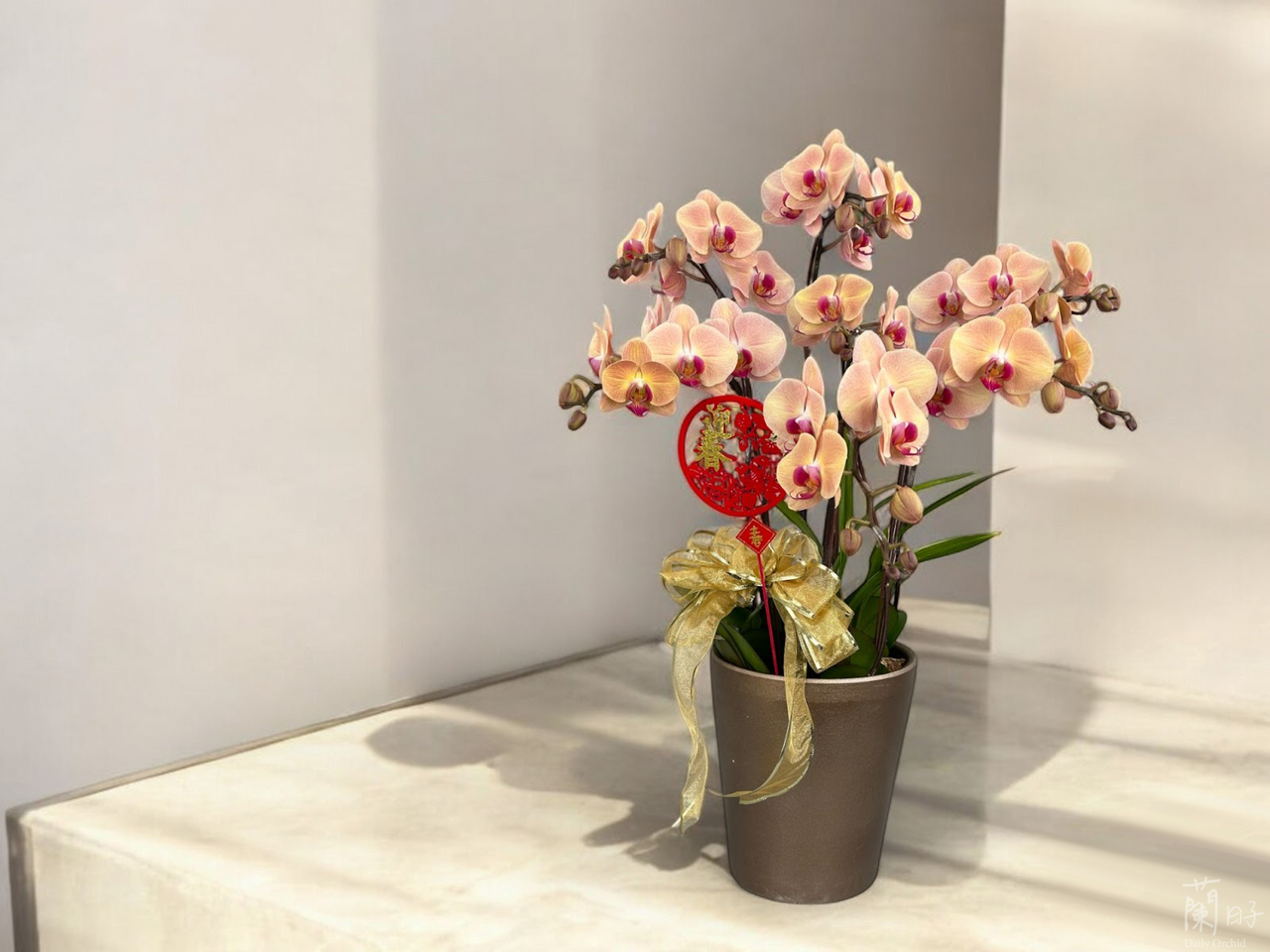 蘭花伴手禮