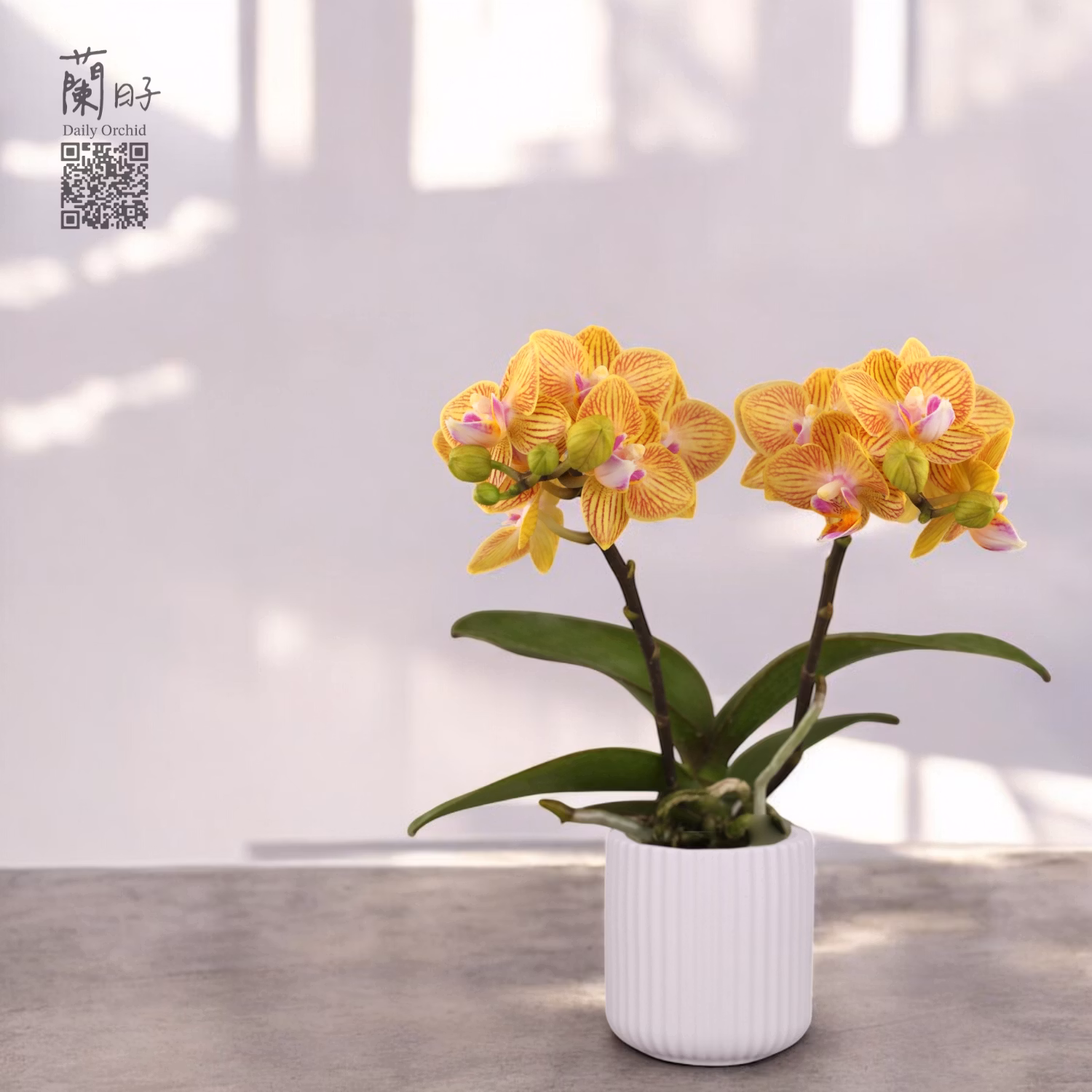 金色韻味｜迷你蘭花1.7寸  #C125-2