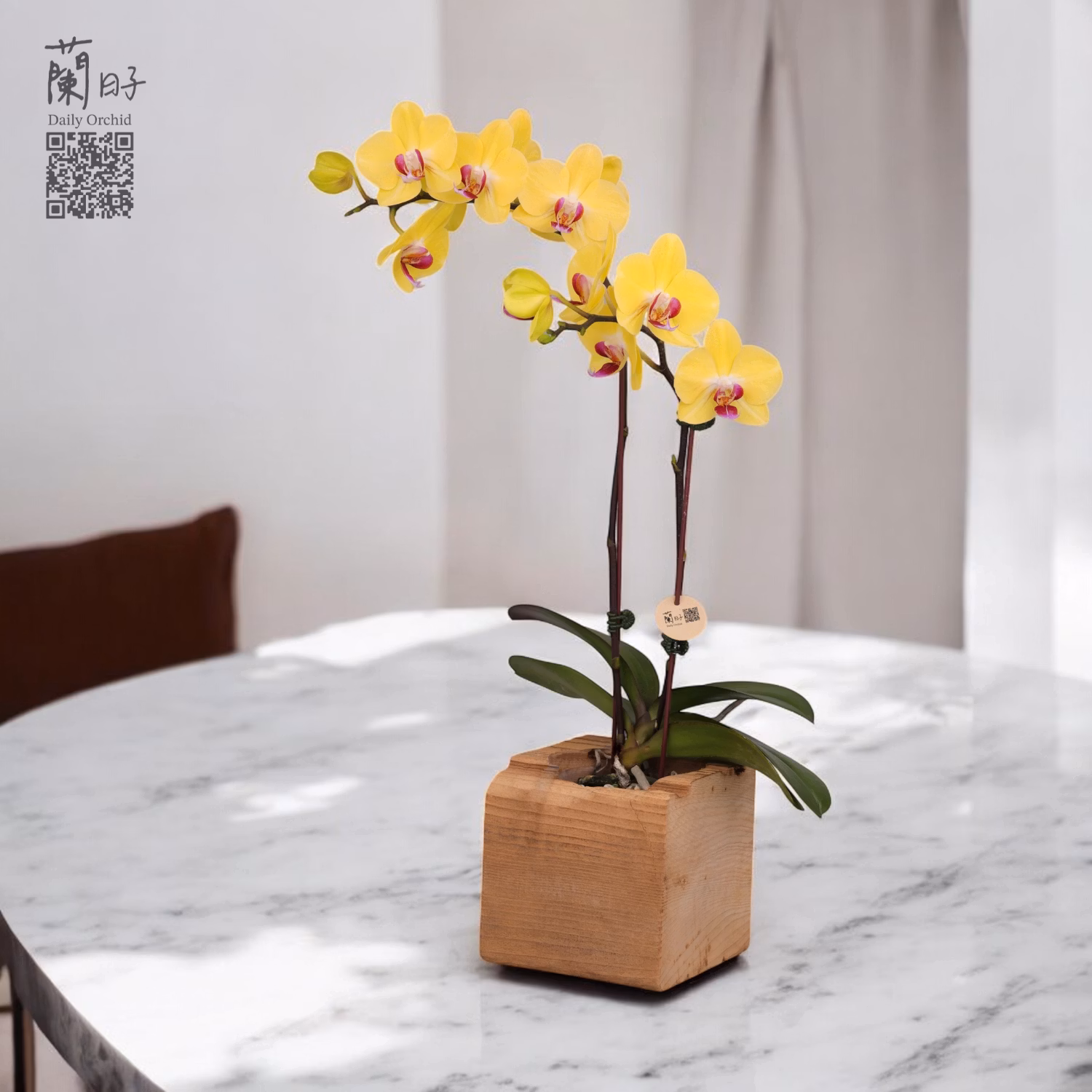 蘭禮原藝｜蘭花檜木組合