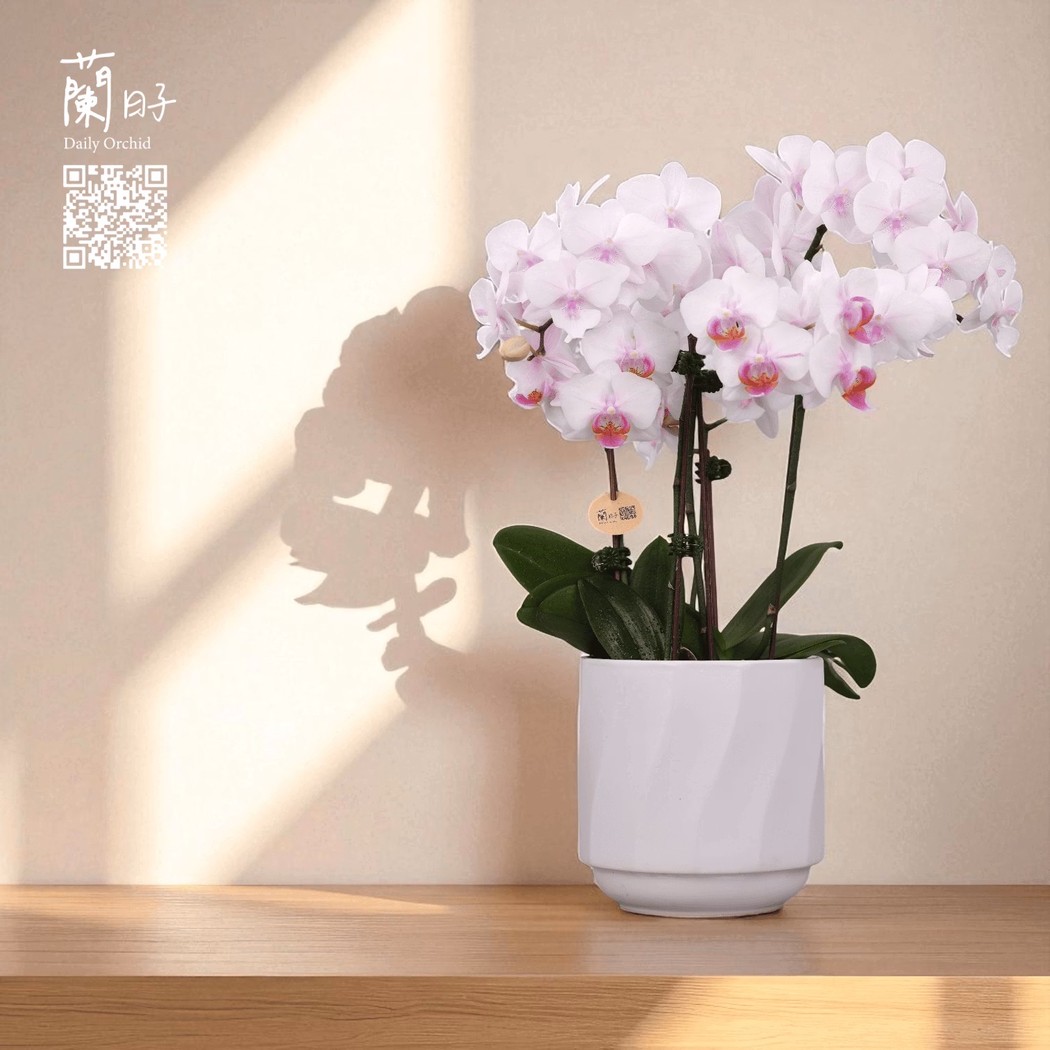 一蘭一時光系列｜夏季組合花禮