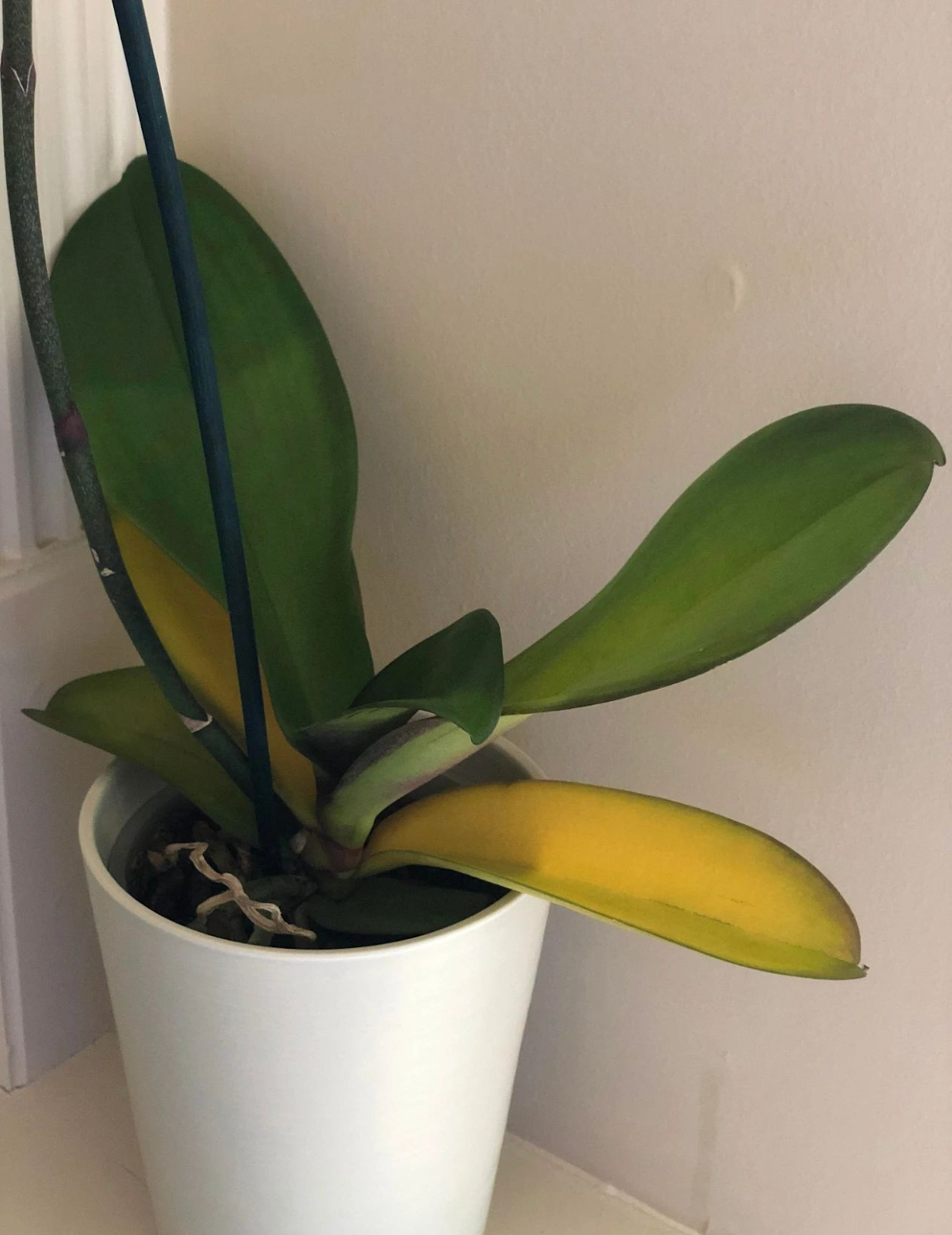 蘭花養護