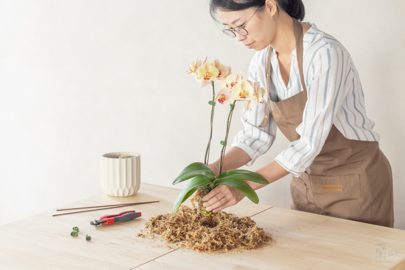 蘭花介質怎麼選