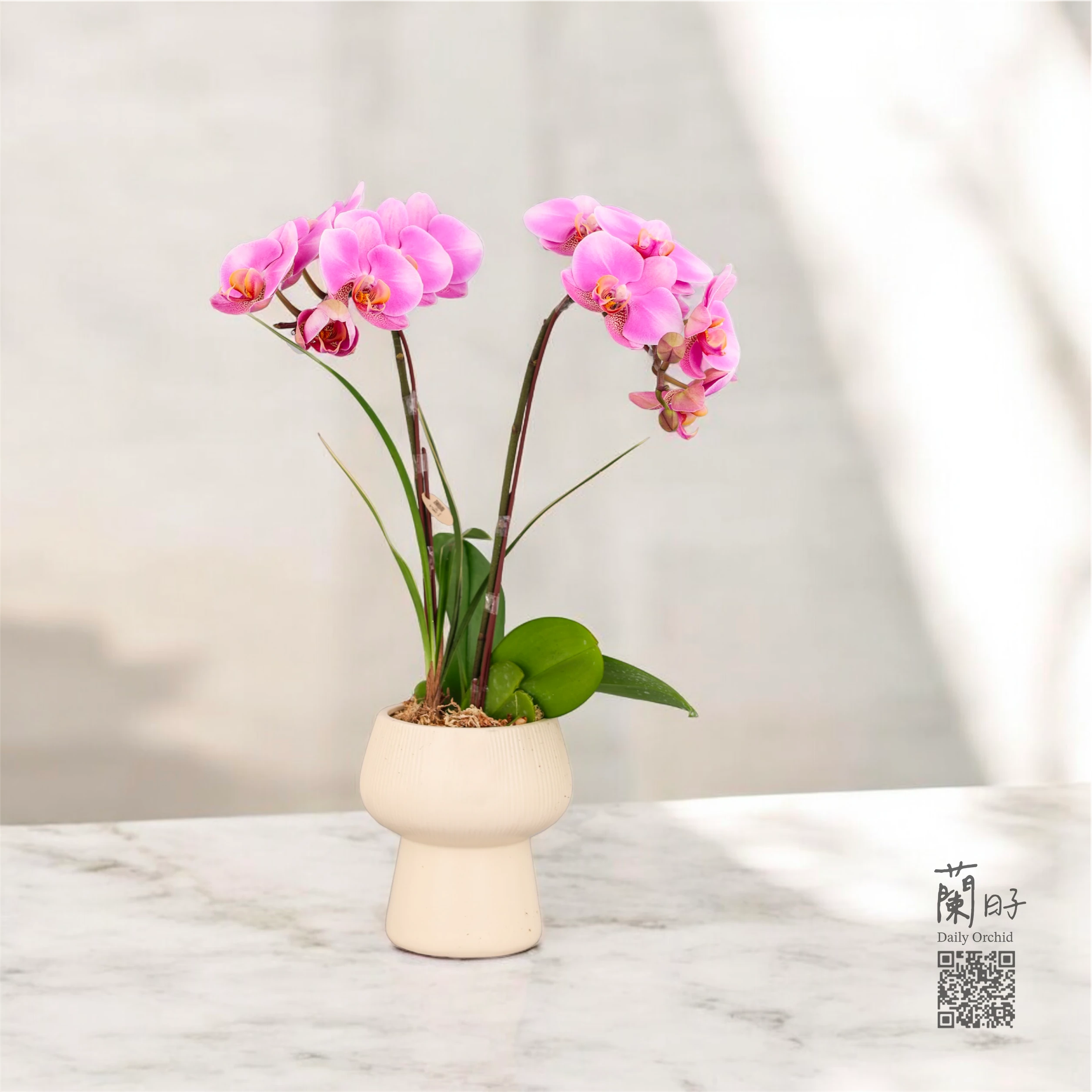 花影輕柔｜限定組合花禮