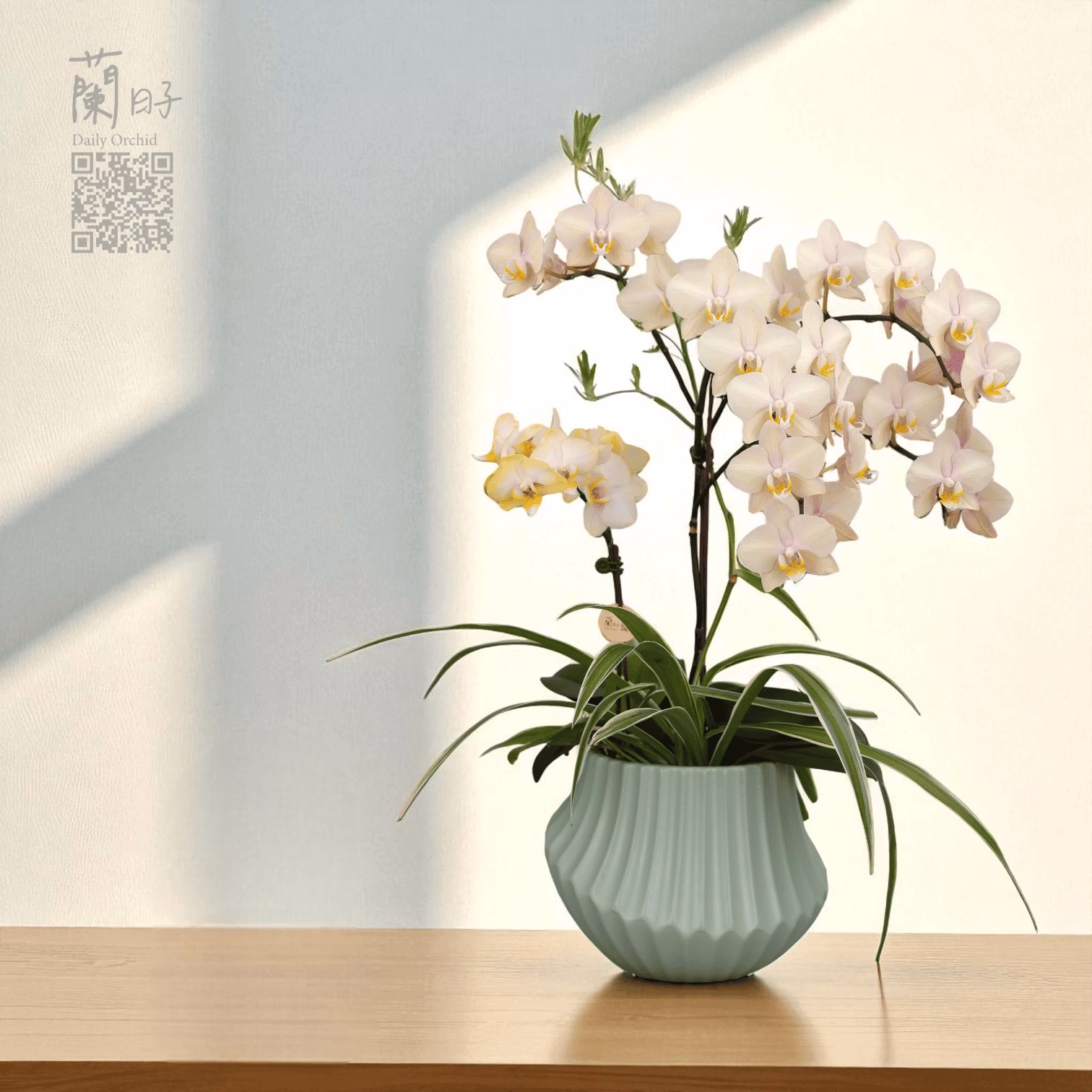 一蘭一時光系列｜夏季組合花禮