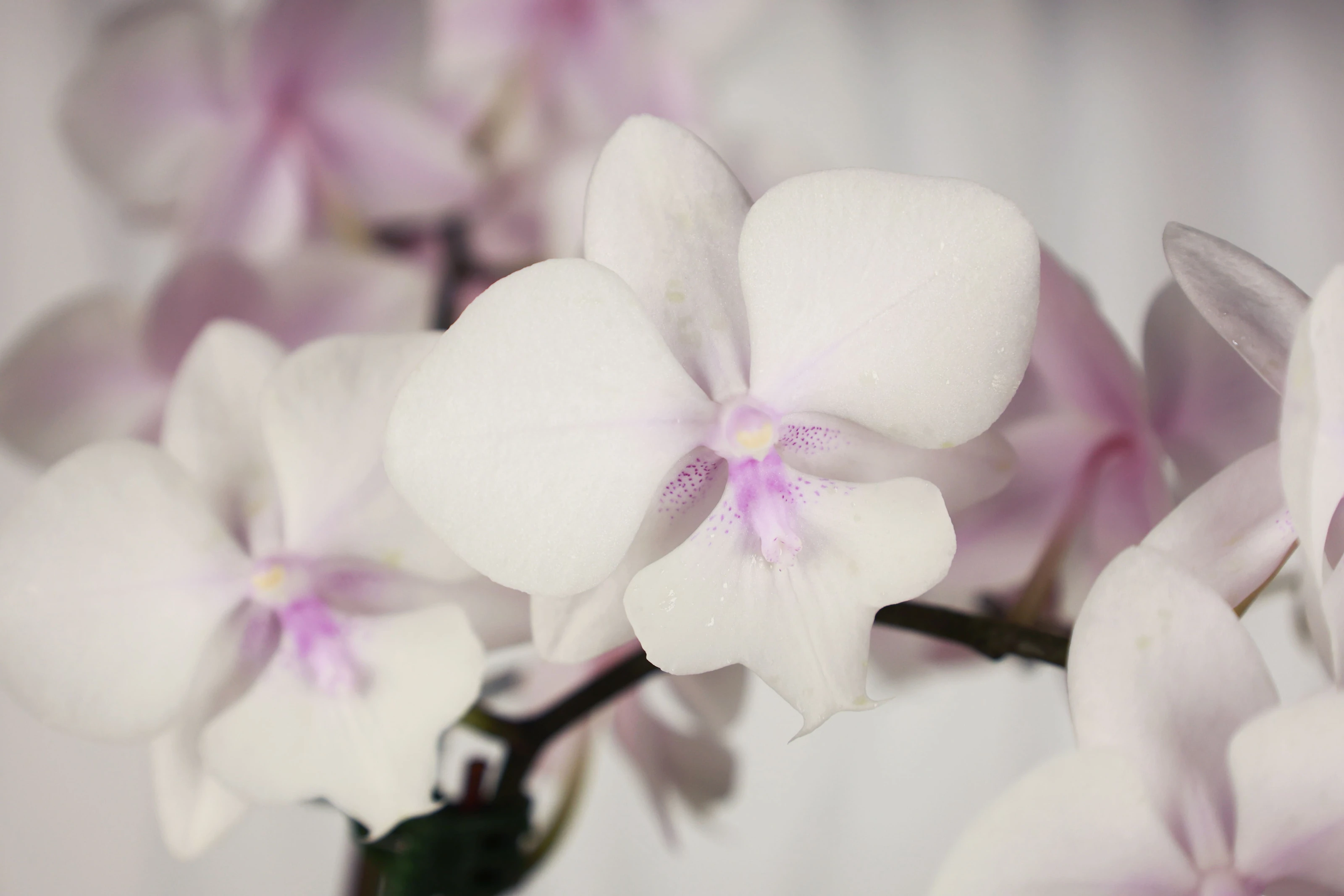 傳遞幸福祝福｜花提盒系列