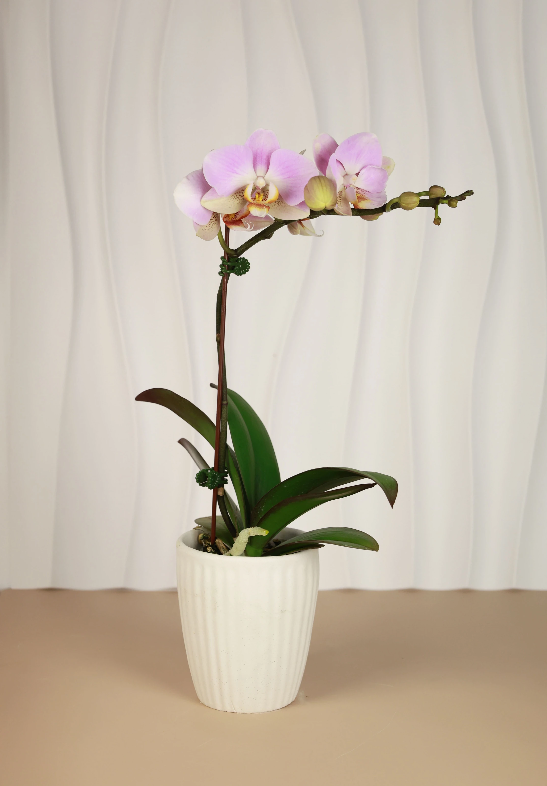 傳遞幸福祝福｜花提盒系列