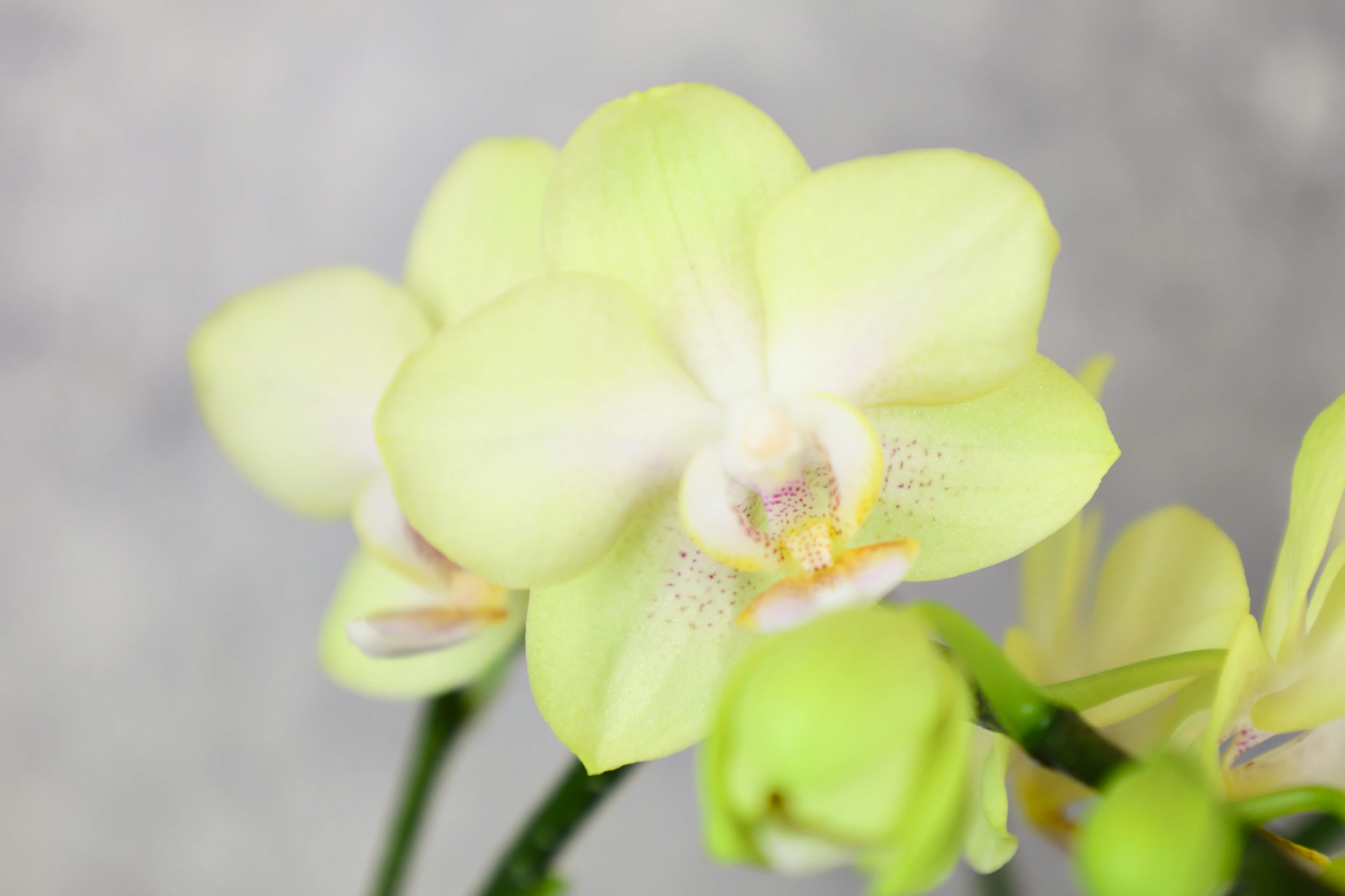 翠綠花開｜中型蘭花2.6寸  LH1582