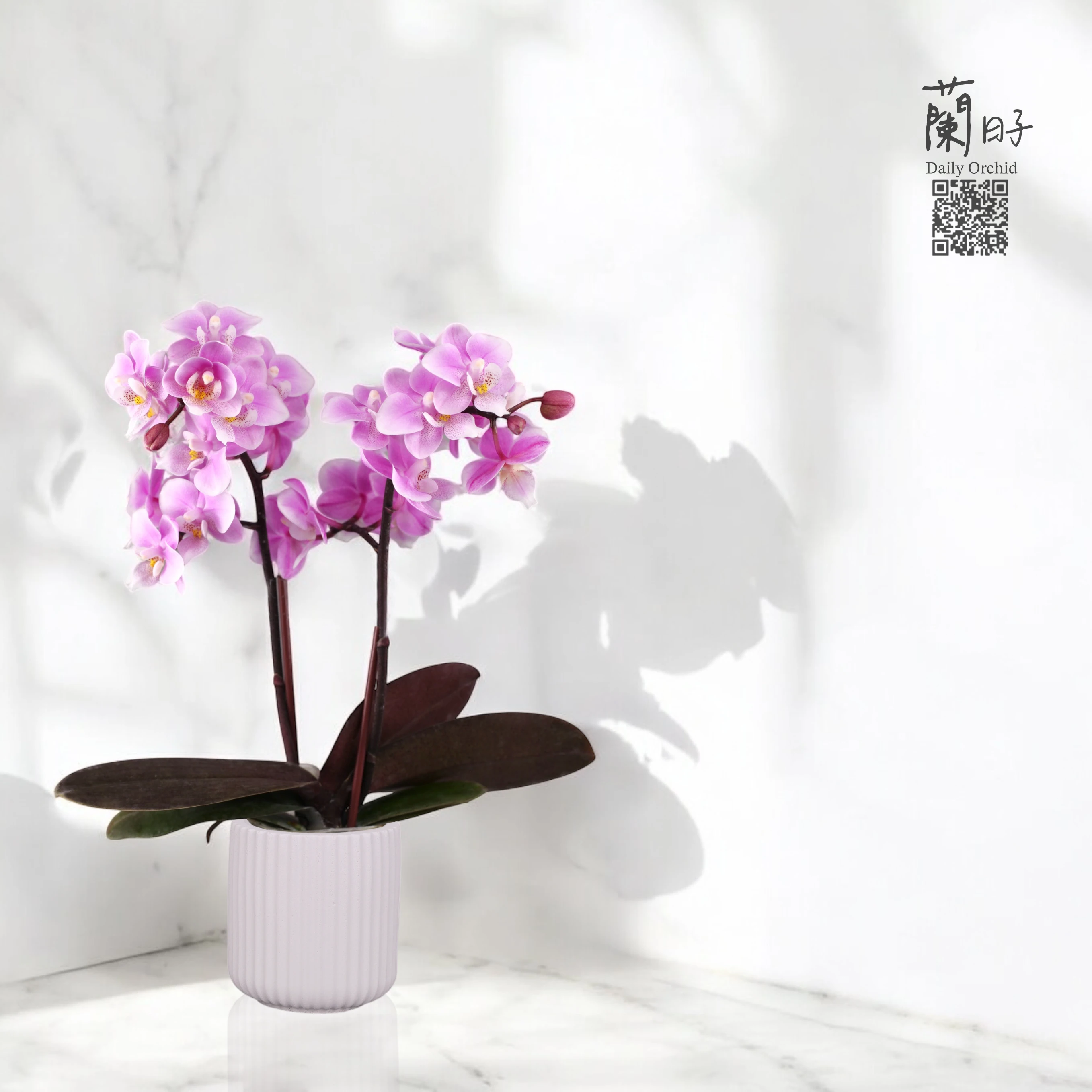 香氛蘭花系列｜粉蘭馨香  #LHP01
