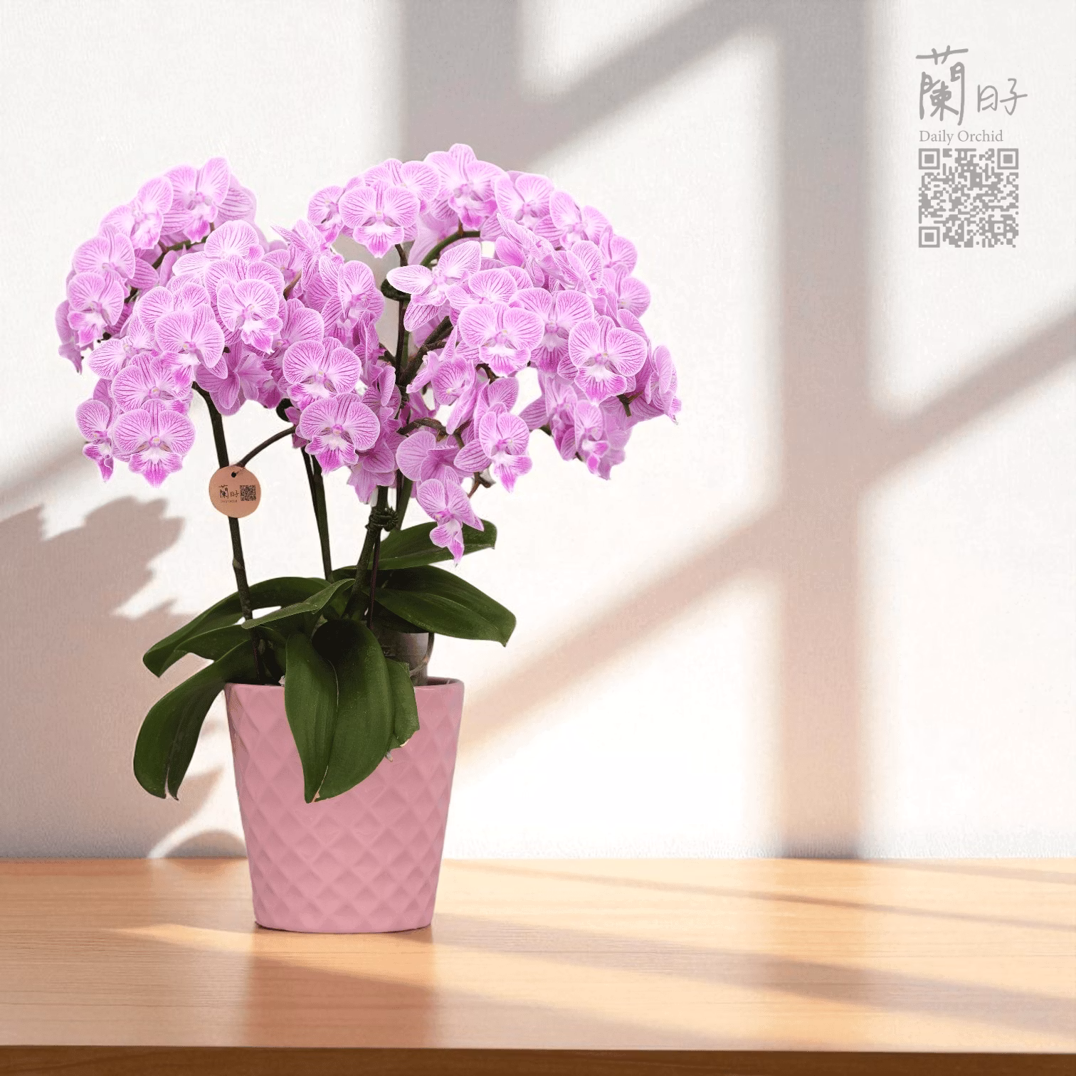 一蘭一時光系列｜夏季組合花禮