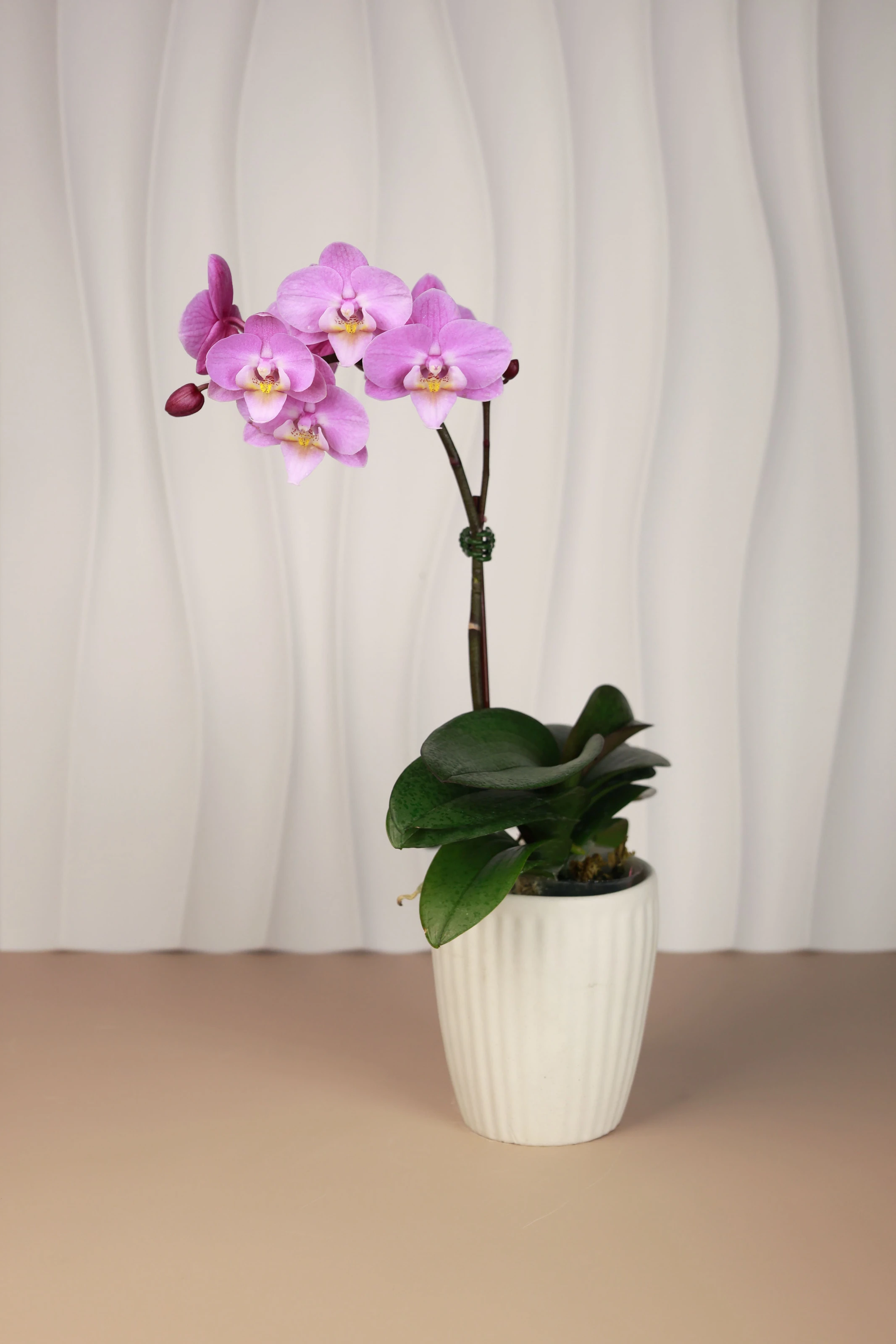 傳遞幸福祝福｜花提盒系列