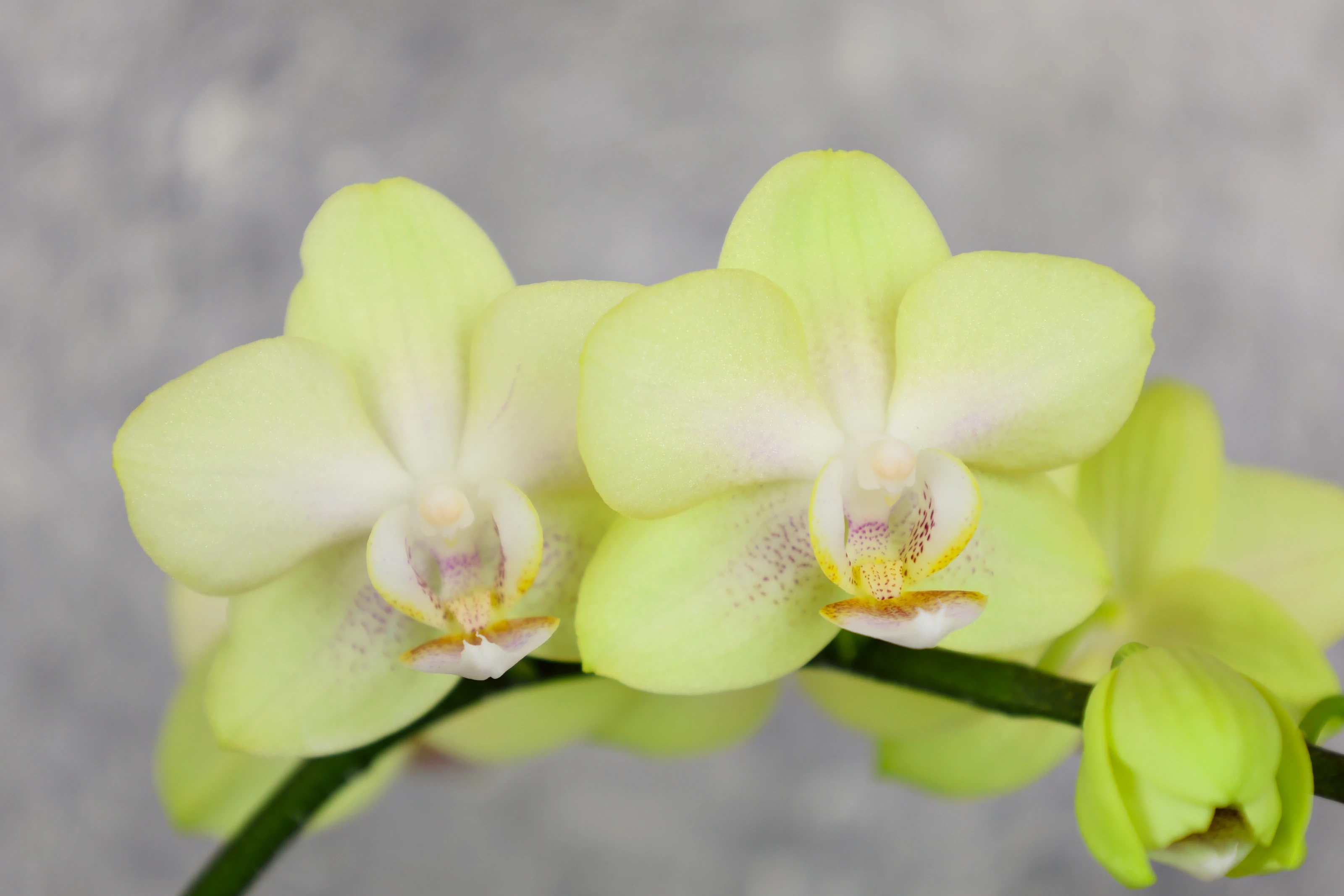 翠綠花開｜中型蘭花2.6寸  LH1582