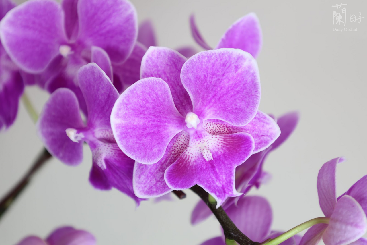 蘭花如何澆水