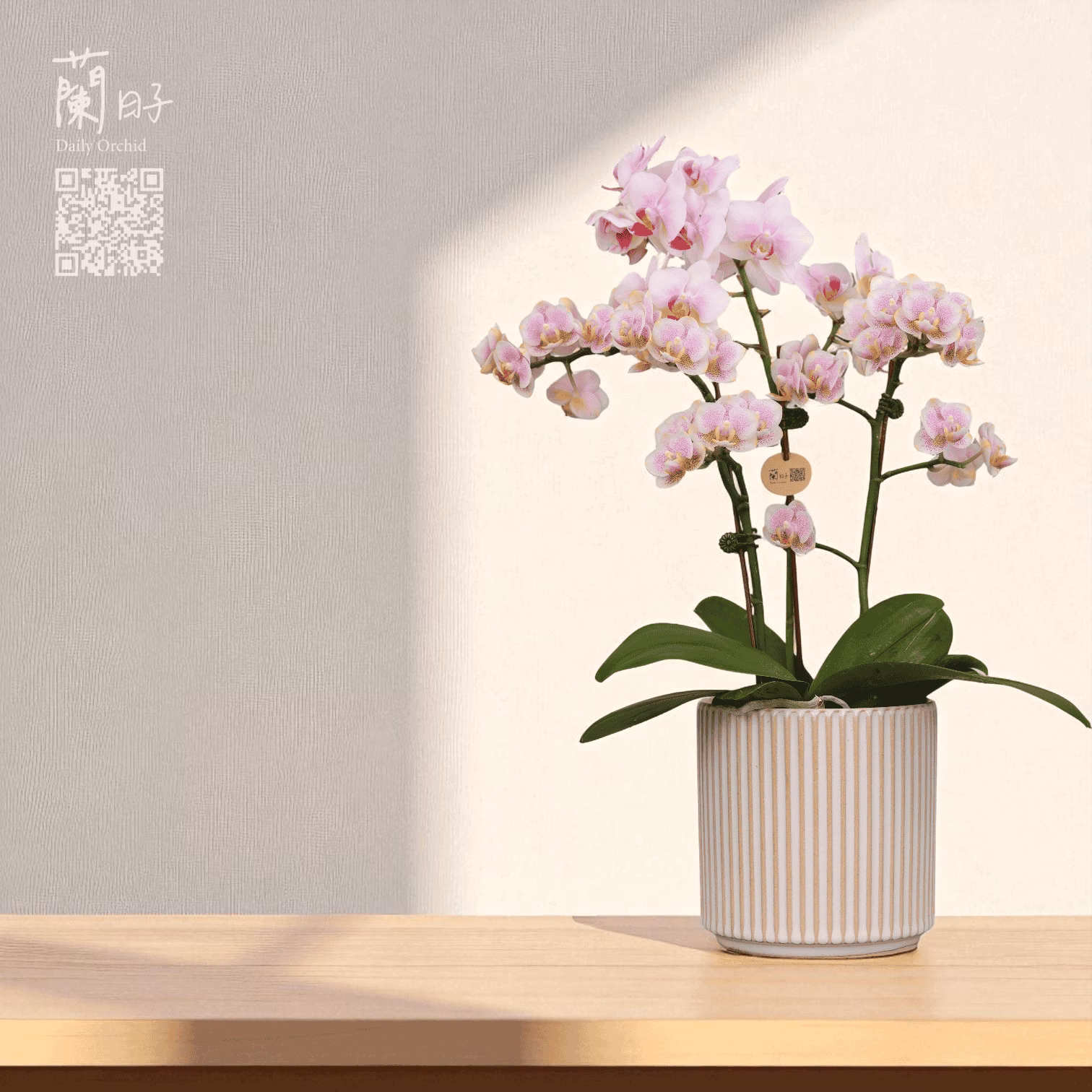 一蘭一時光系列｜夏季組合花禮