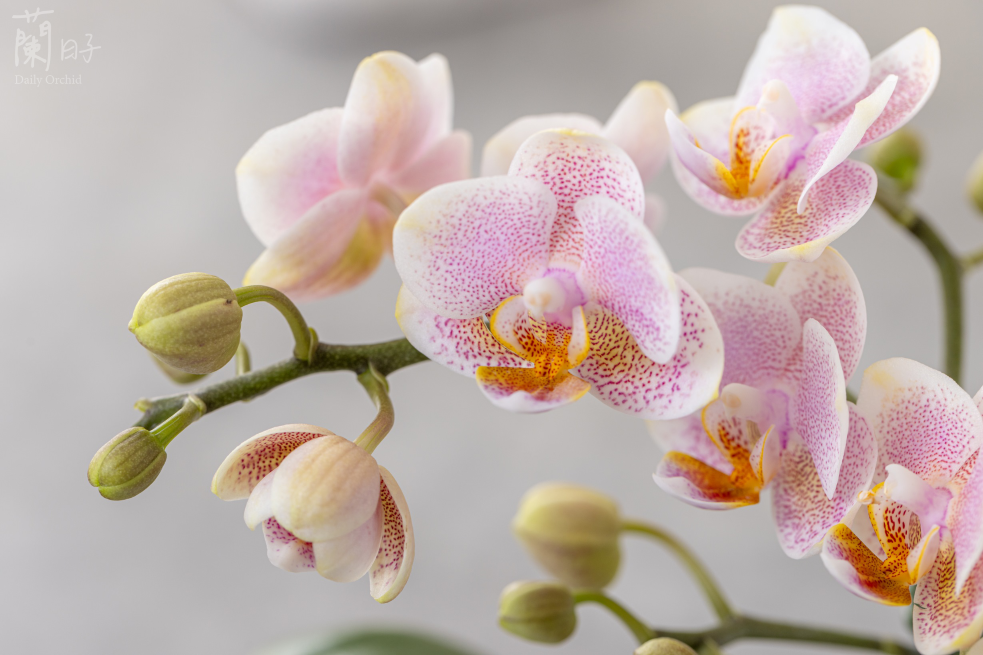 蘭花剪梗