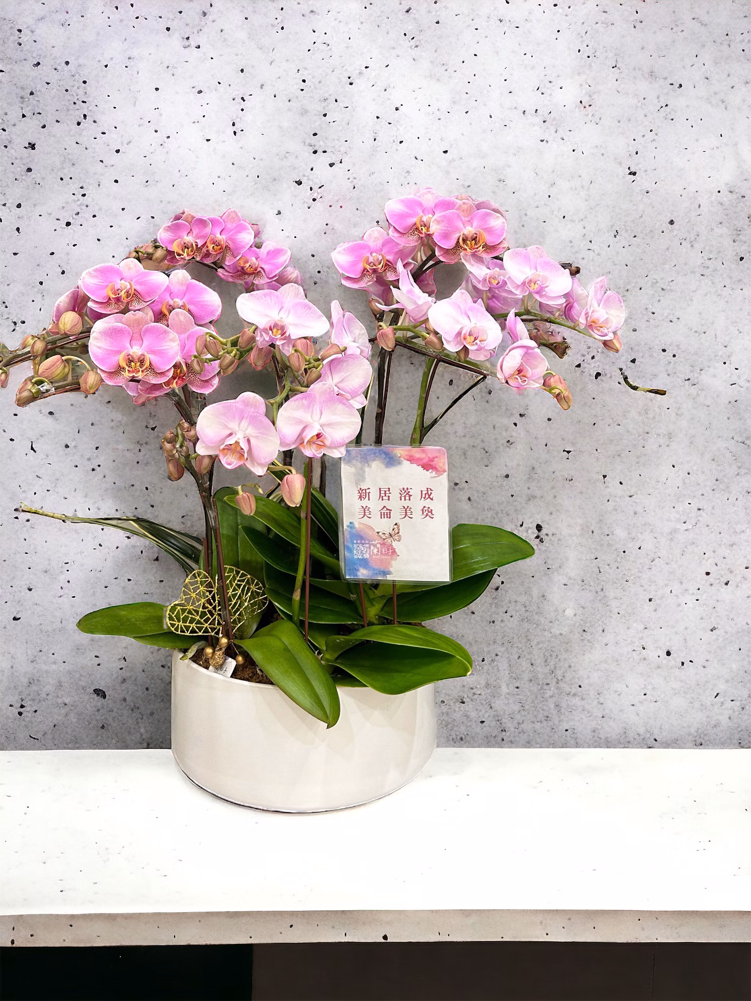 【畢業多入感恩迷你蘭花禮】相聚時光｜Bloom Together