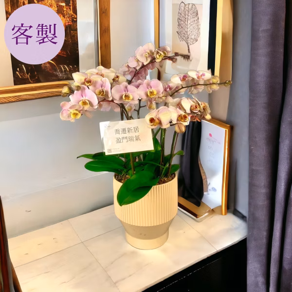 新居祝賀｜客製化蘭花組盆