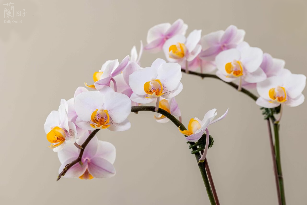 蘭花養護