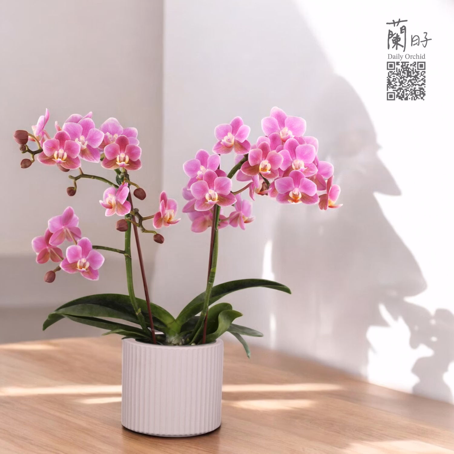 柔情粉韻｜中型蘭花2.6寸  #E79-3