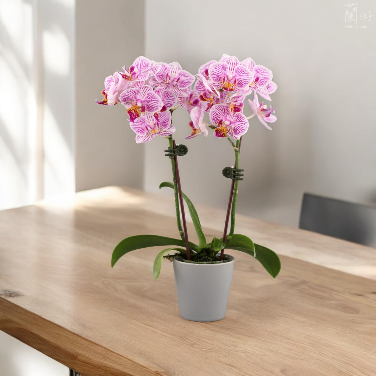 蘭花剪梗