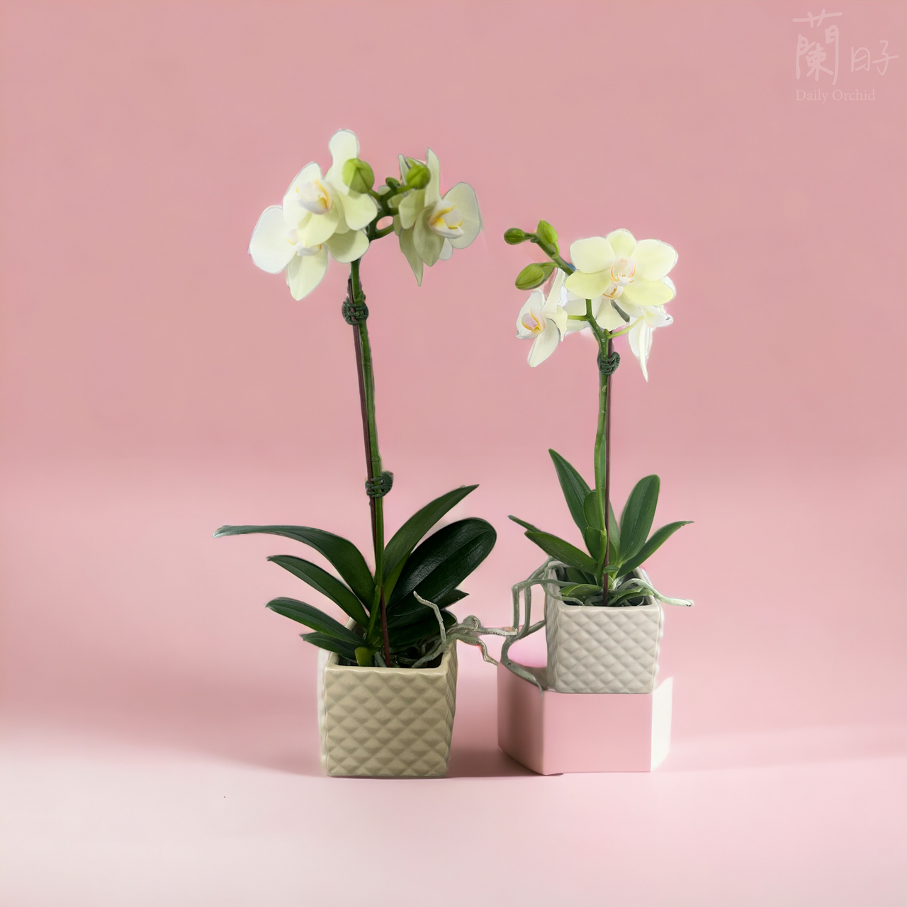 情人節花禮