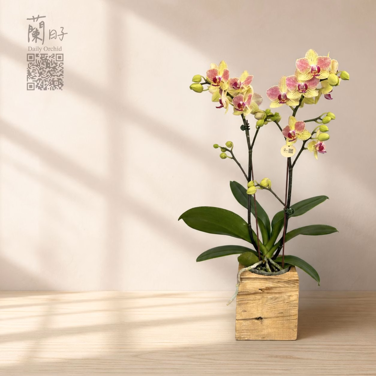 蘭禮原藝｜蘭花檜木組合 3.5寸