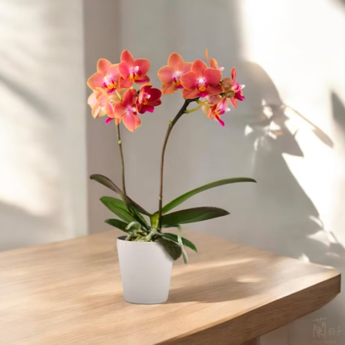 蘭花養護