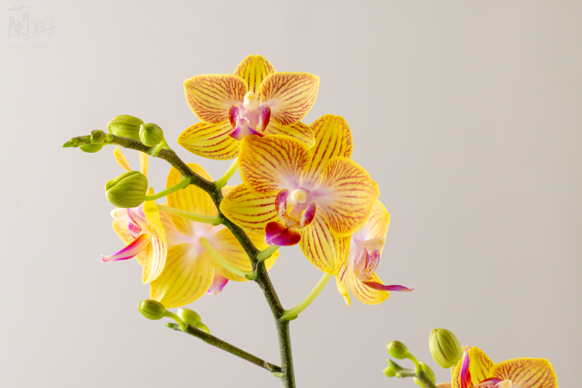 室內花卉