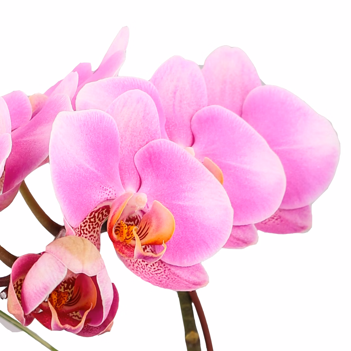 花影輕柔｜限定組合花禮