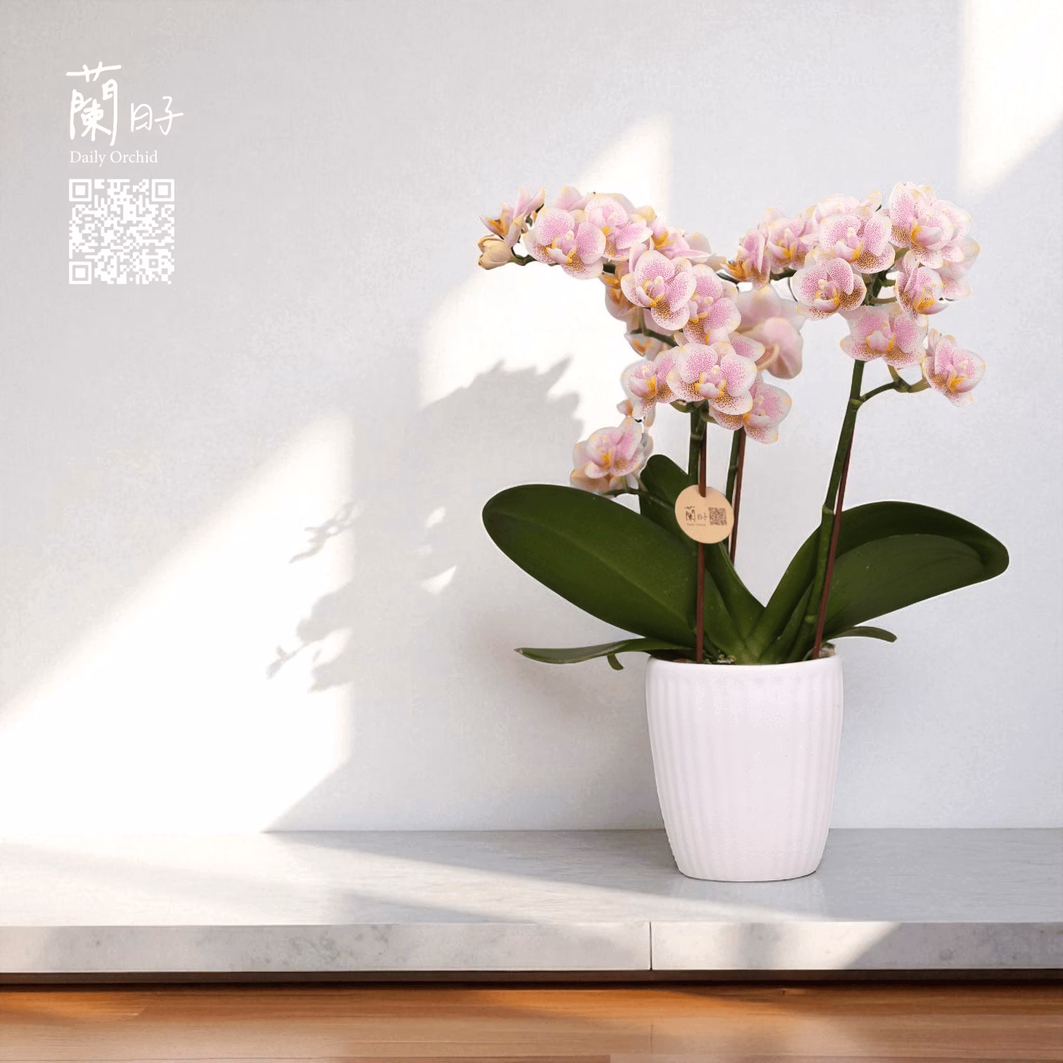 柔色午茶|中型蘭花2.6寸#C118-3
