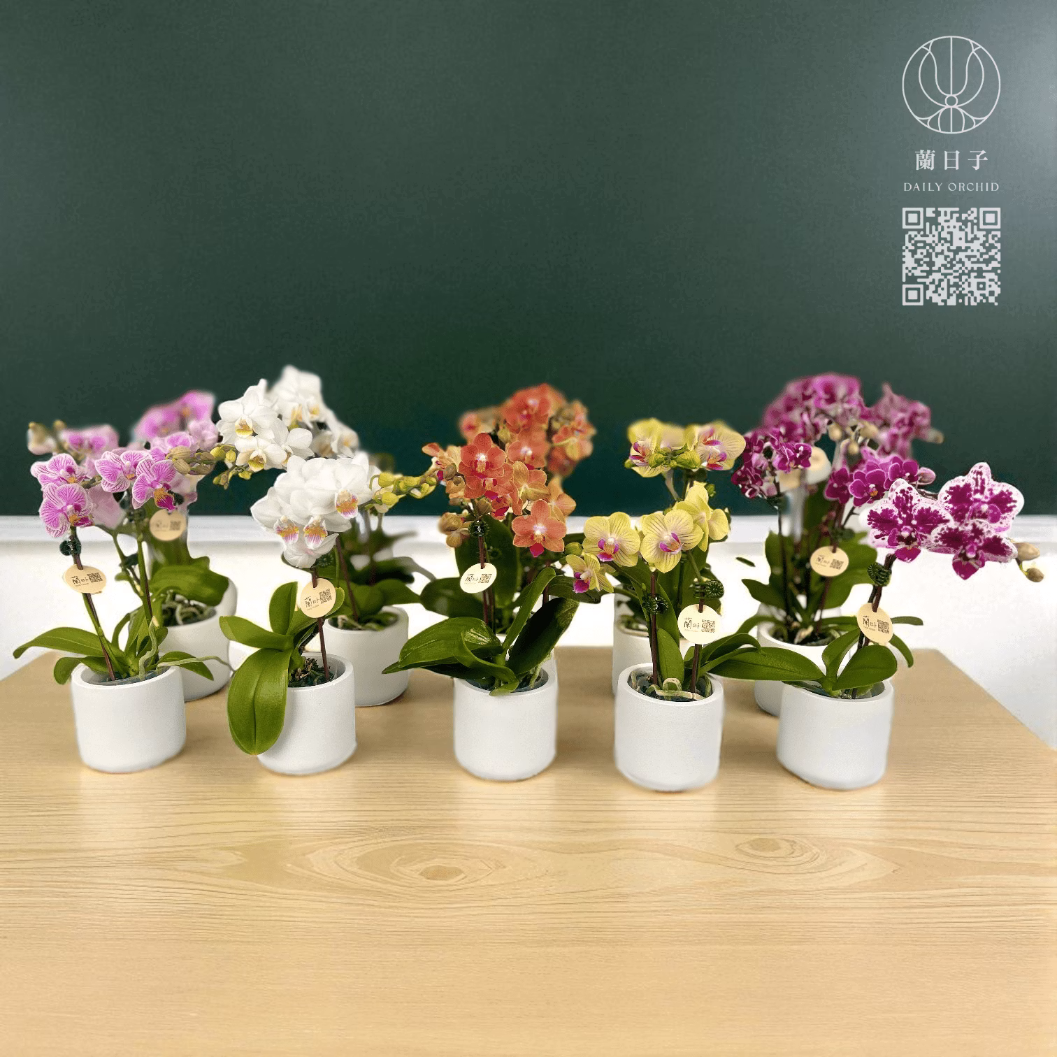 【畢業多入感恩迷你蘭花禮】相聚時光｜Bloom Together