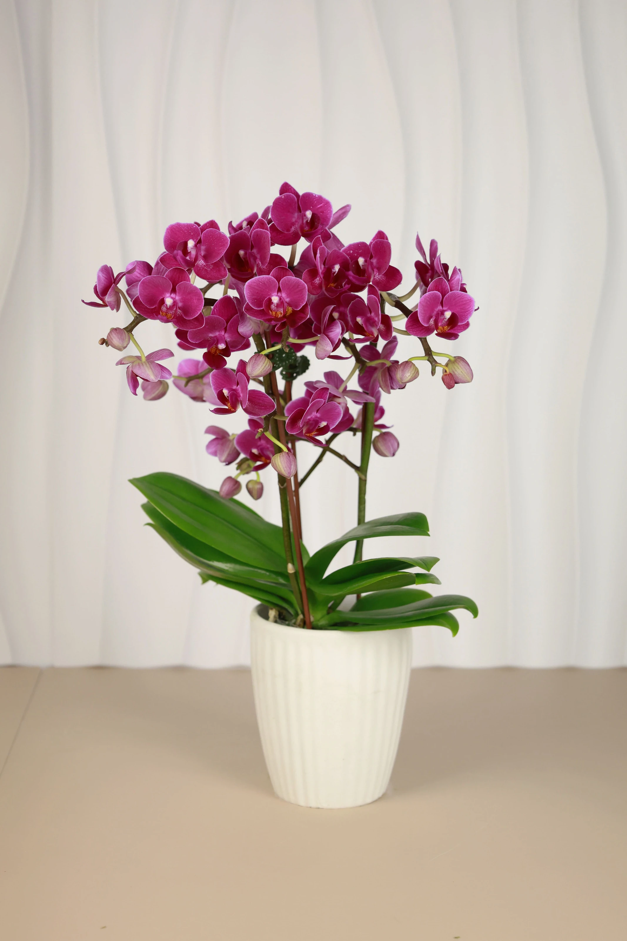 傳遞幸福祝福｜花提盒系列