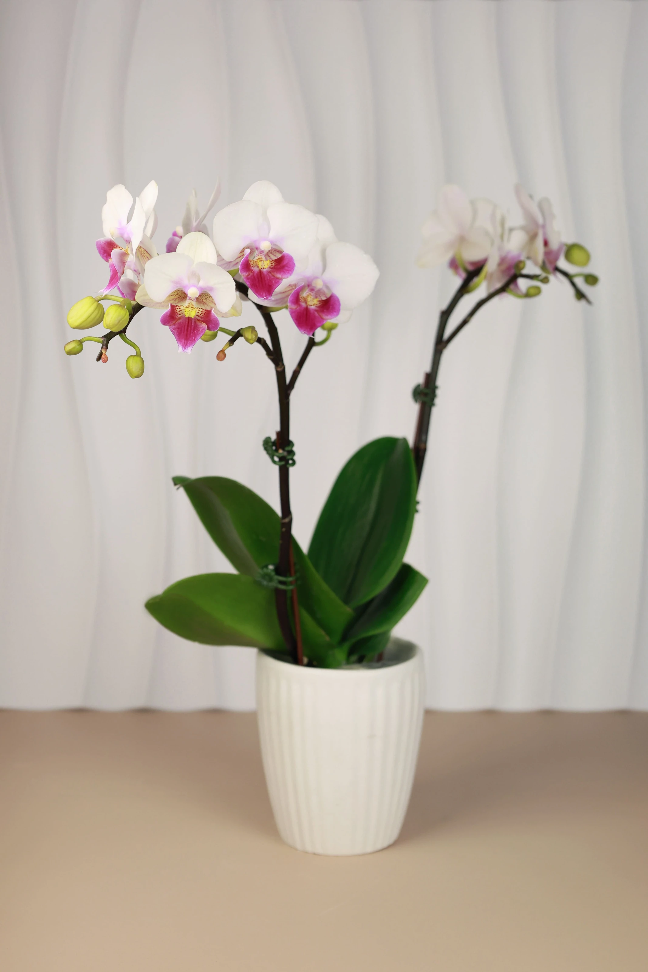傳遞幸福祝福｜花提盒系列