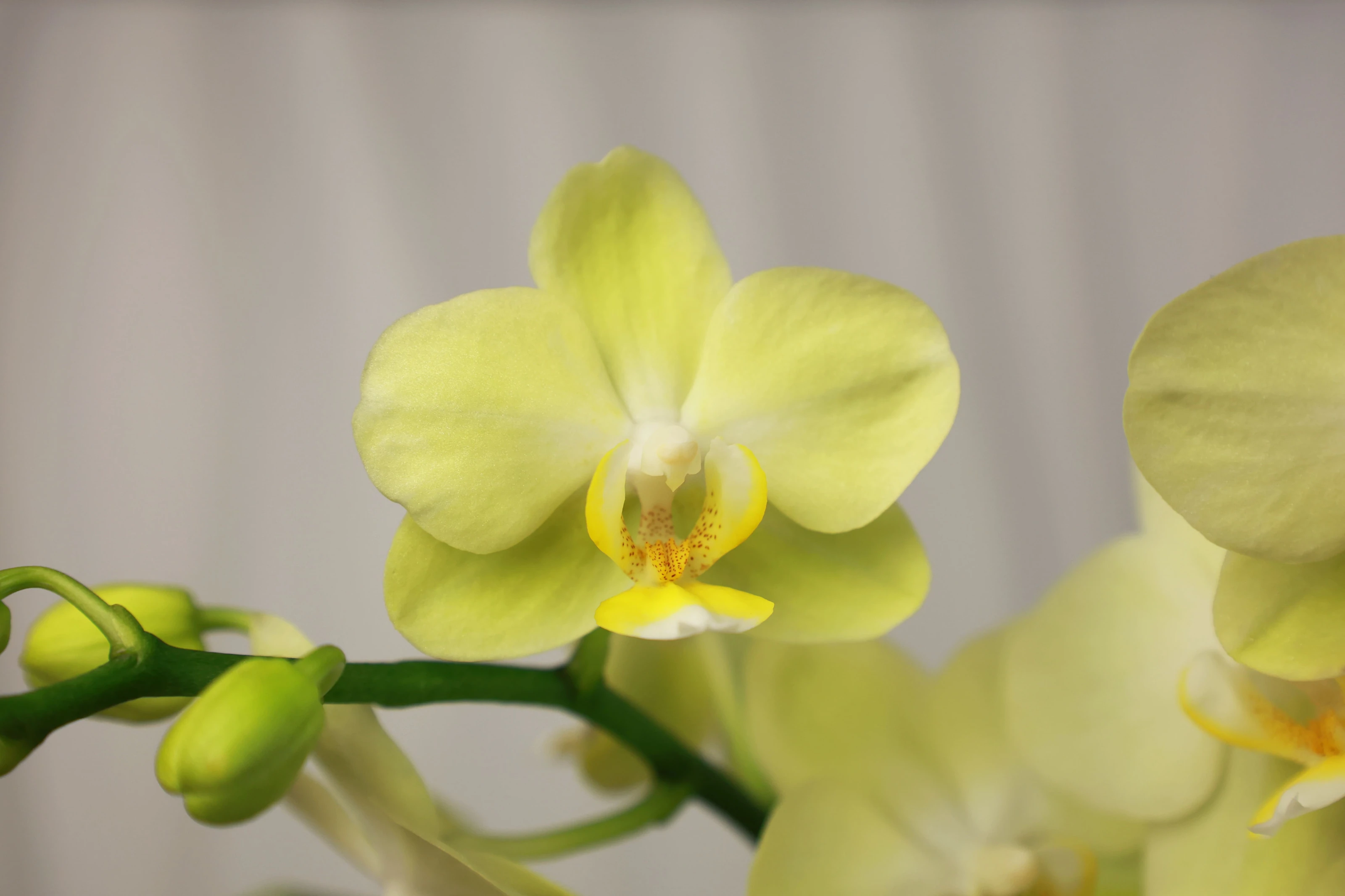 傳遞幸福祝福｜花提盒系列