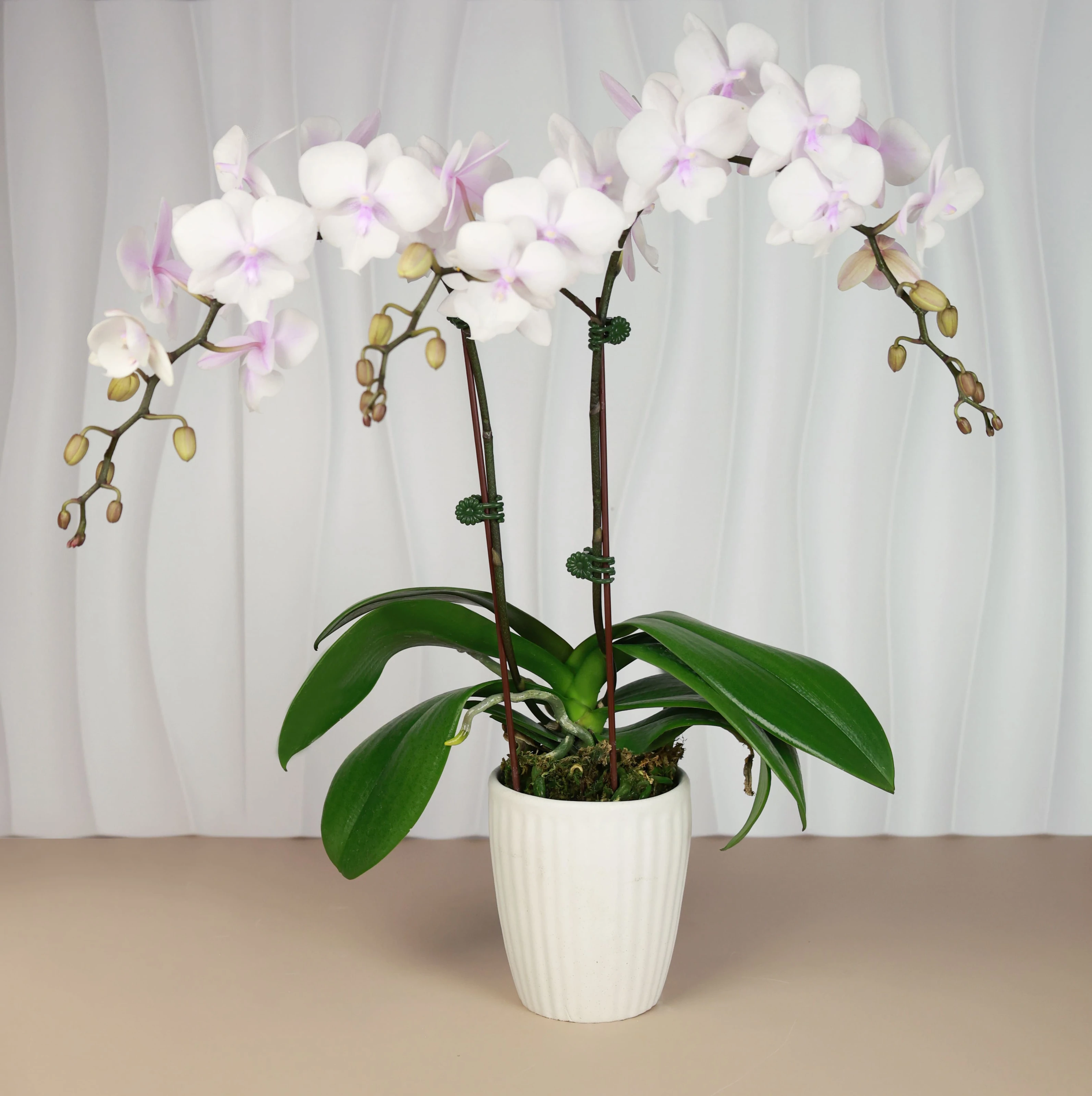 傳遞幸福祝福｜花提盒系列