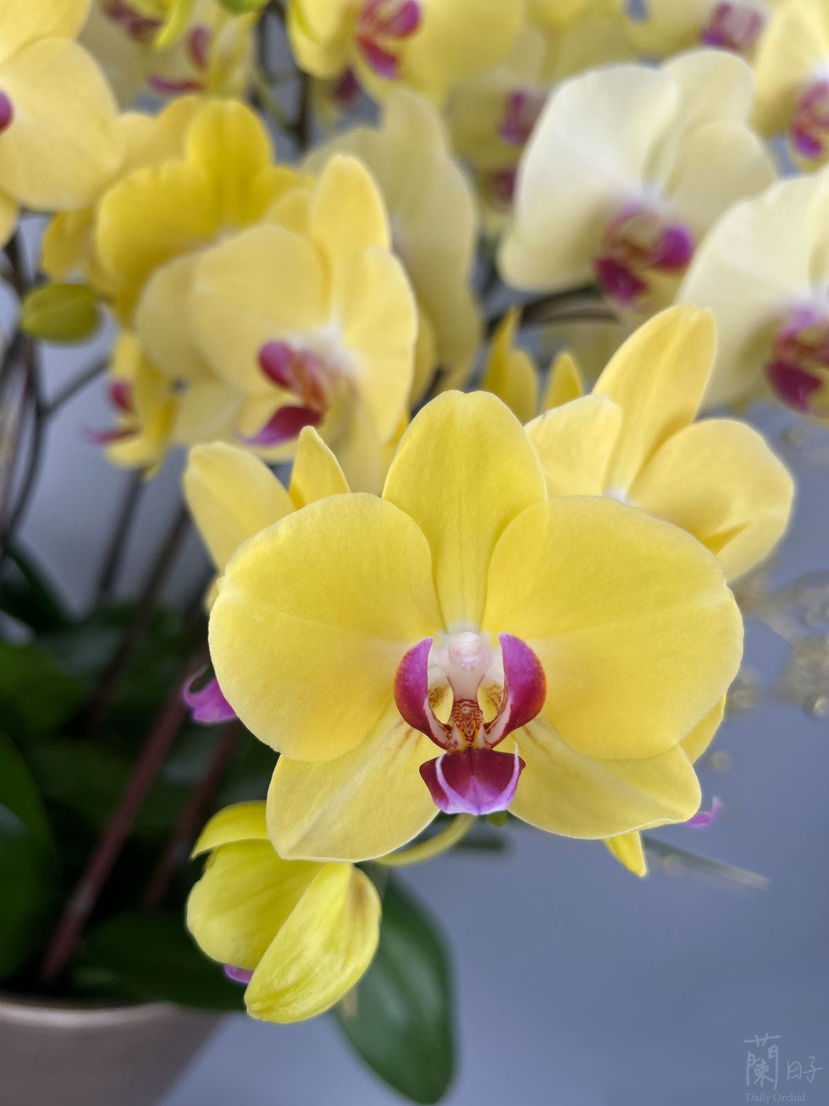 蘭花伴手禮