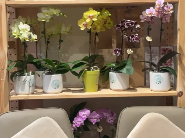 新到的蘭花,成了咖啡廳的風景,顧客分享照片 4