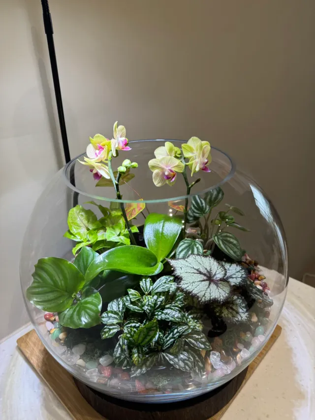 玻璃盆裡,蘭花與綠植相伴,顧客分享照片 3
