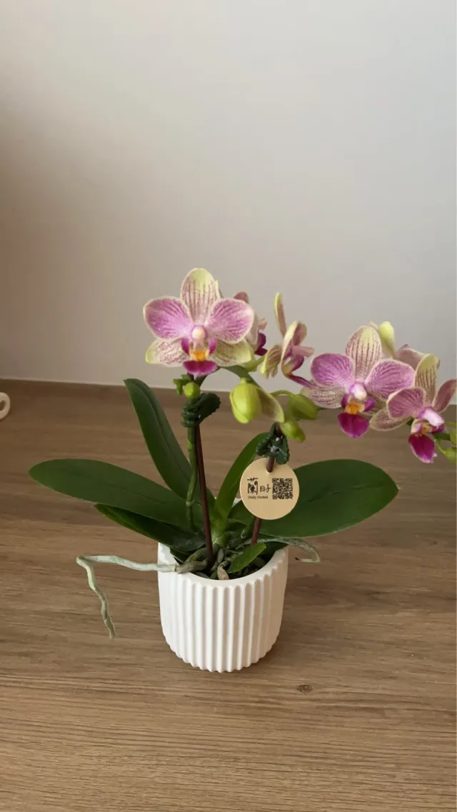 小小一株，桌邊剛剛好，顧客分享照片 1