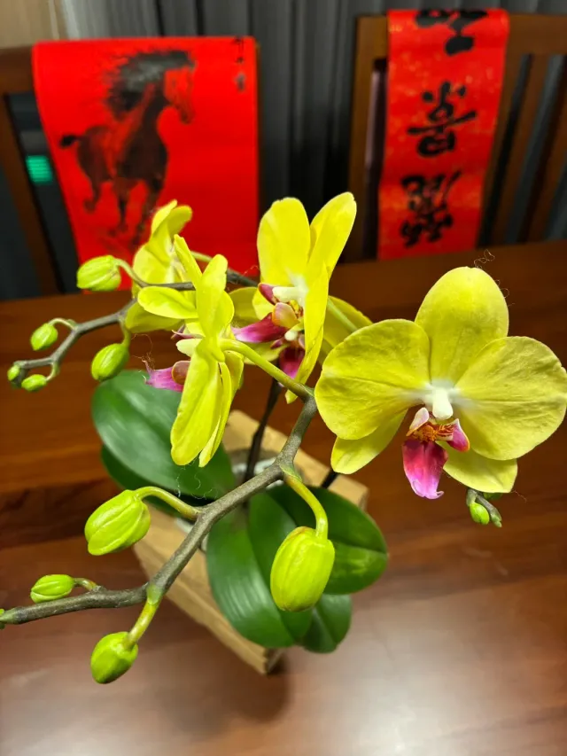 收到花,把新年的色彩擺上桌,顧客分享照片 3