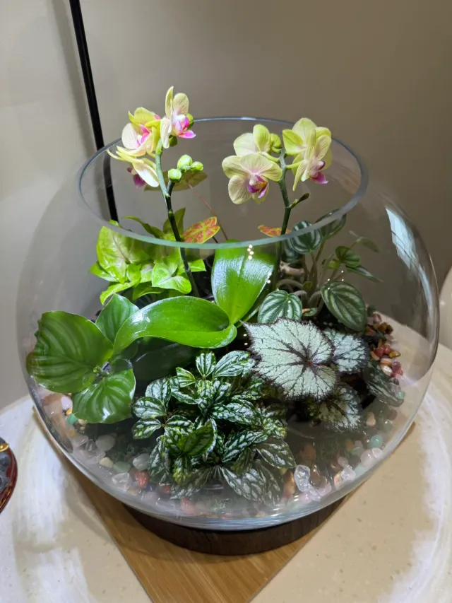 玻璃盆裡，蘭花與綠植相伴，顧客分享照片 1